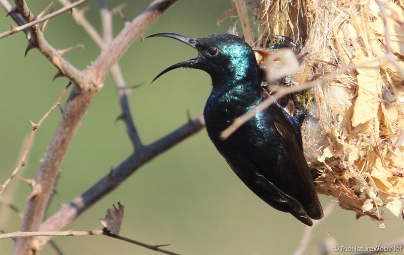 Purple Sunbird